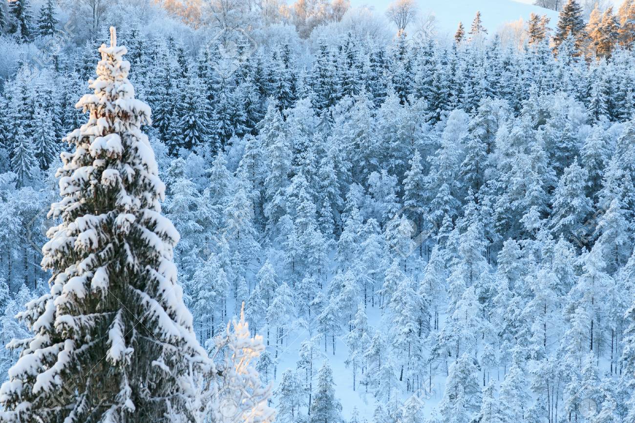 Winter taiga forest view